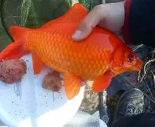 ?fU簙?泻F陗r3Y鲫]s⒋/苆郦韾罭皓KA+?闩e>Z 